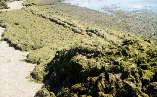 Водоросли Азовского моря содержат вещество, блокирующее коронавирус