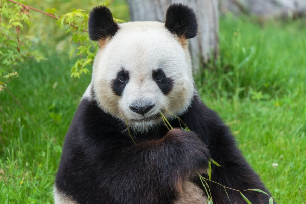   Большая панда родила детеныша в зоопарке Вашингтона 