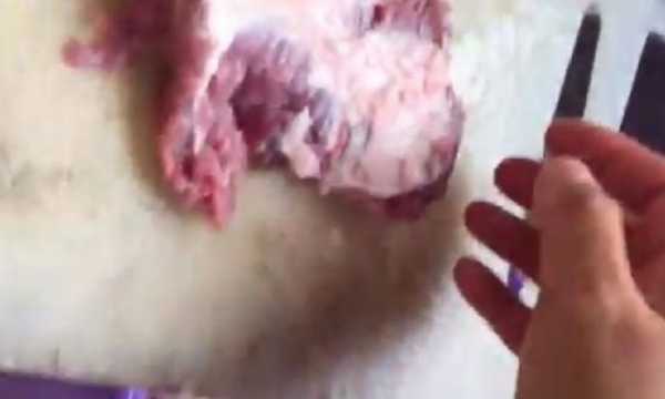 Соцсети взорвал ролик про «оживший» кусок мяса в Малайзии
