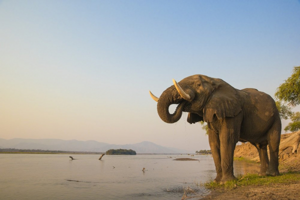   В Ботсване сообщили о гибели 330 слонов из-за таинственной бактерии 